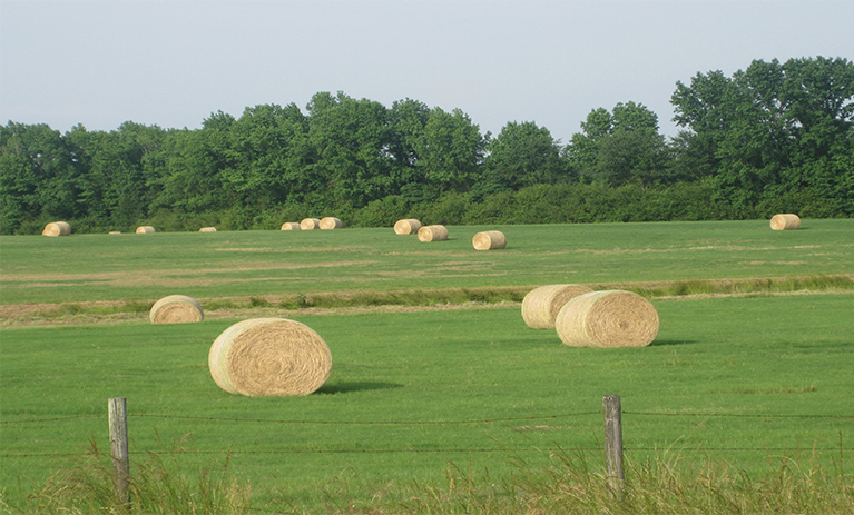 hay rolls in field